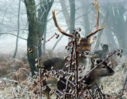 Misty Morning Walk